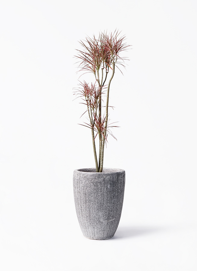 ドラセナ コンシンネ レインボー 8号 | 観葉植物通販HitoHana