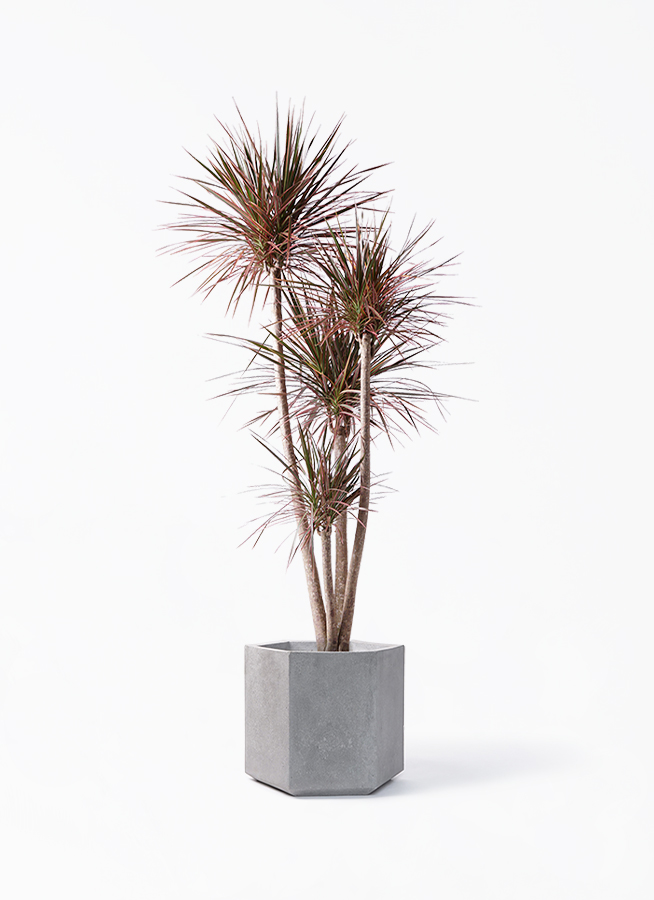 観葉植物 ドラセナ コンシンネ レインボー 10号 ストレート