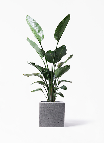 観葉植物 オーガスタ 10号 キューブ ラテルストーン 付き | 観葉植物