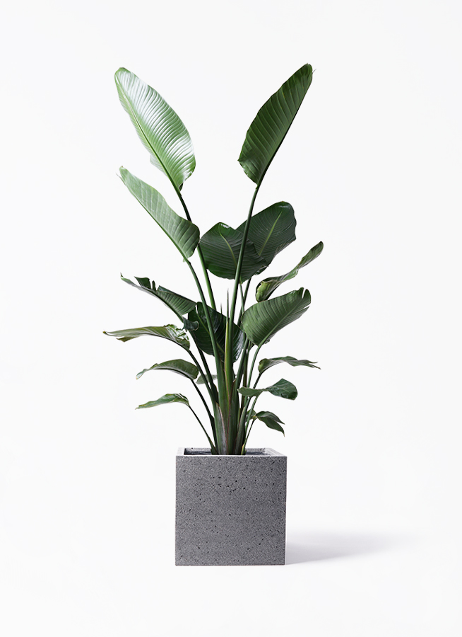 観葉植物 オーガスタ 10号 キューブ ラテルストーン 付き | 観葉