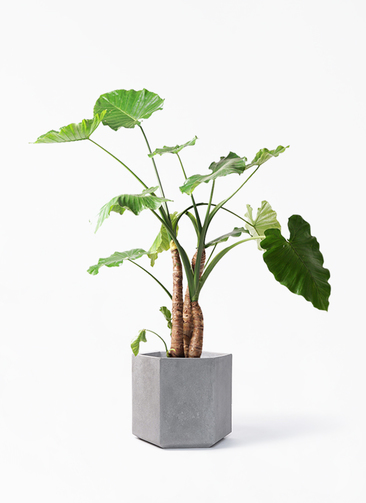 alocasia-138_1.jpg?1580252993
