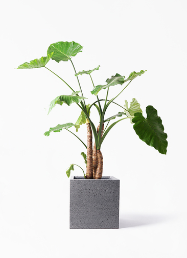 alocasia-139_1.jpg?1580253007
