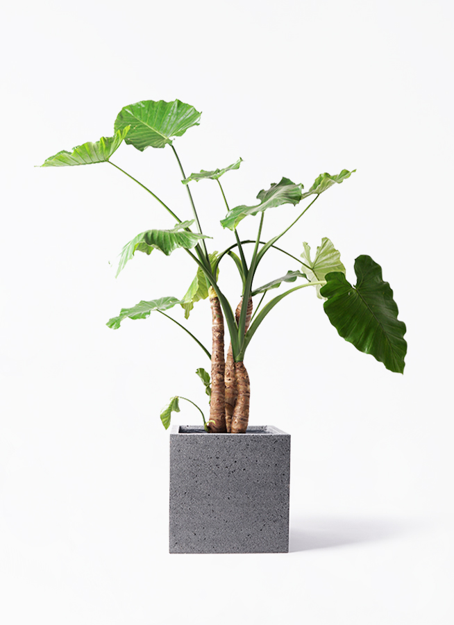 観葉植物 アロカシア 10号 オドラ（クワズイモ） キューブ ラテル