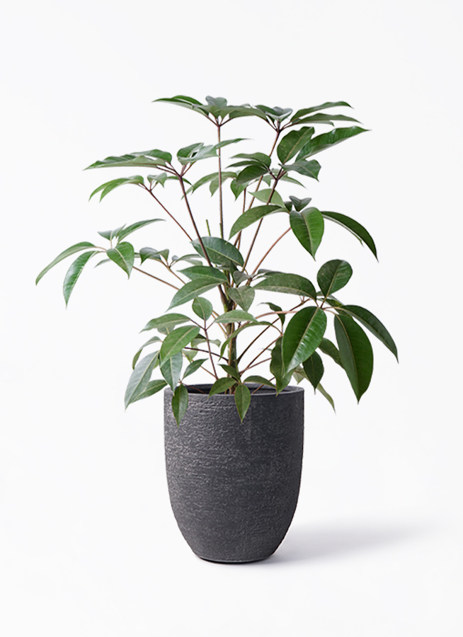 観葉植物 ツピダンサス 8号 ボサ造り ビアスアルトエッグ ブラック