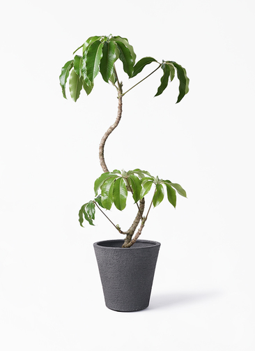 tupidanthus-magari-87_1.jpg?