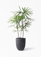 flowerシュロチク　棕櫚竹　8号鉢　27 観葉植物 flowerシュロチク 棕櫚竹 8号鉢 27 観葉植物 flowerシュロチク 棕櫚竹 8号