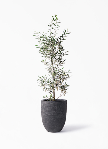観葉植物 オリーブの木 8号 チプレッシーノ ビアスアルトエッグ