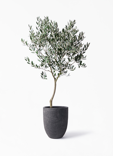 オリーブピクアル　古木　挿し木用 4月2日に取木した分です 観葉植物 オリーブの木 8号 創樹 ビアスアルトエッグ ブラック 付き