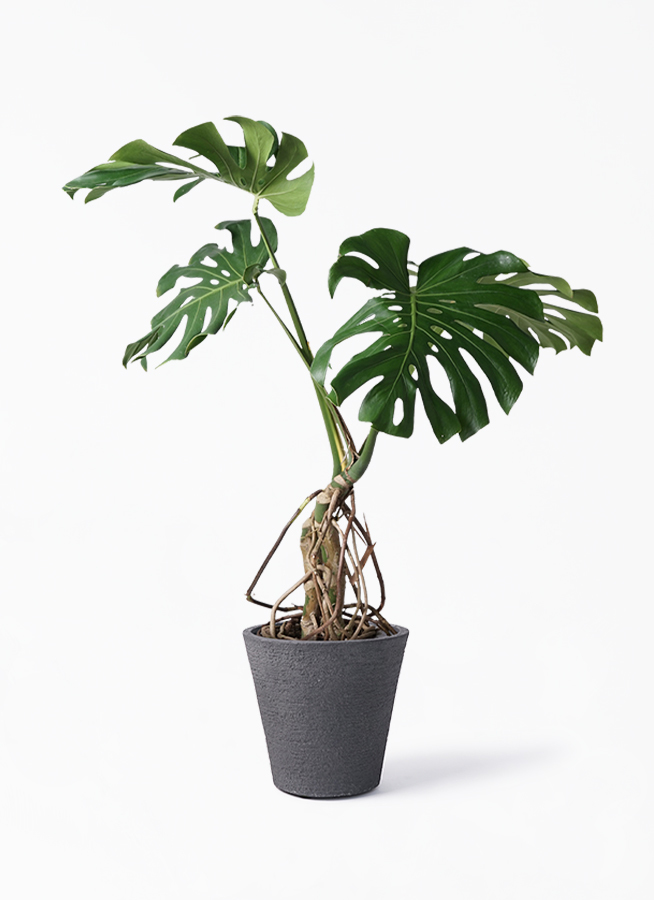 観葉植物 モンステラ 8号 根上り ビアスソリッド ブラック 付き 観葉植物ならhitohana ひとはな