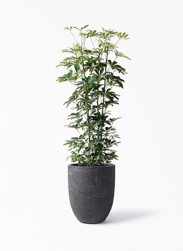 観葉植物 シェフレラ（カポック） 8号 ノーマル ビアスアルトエッグ