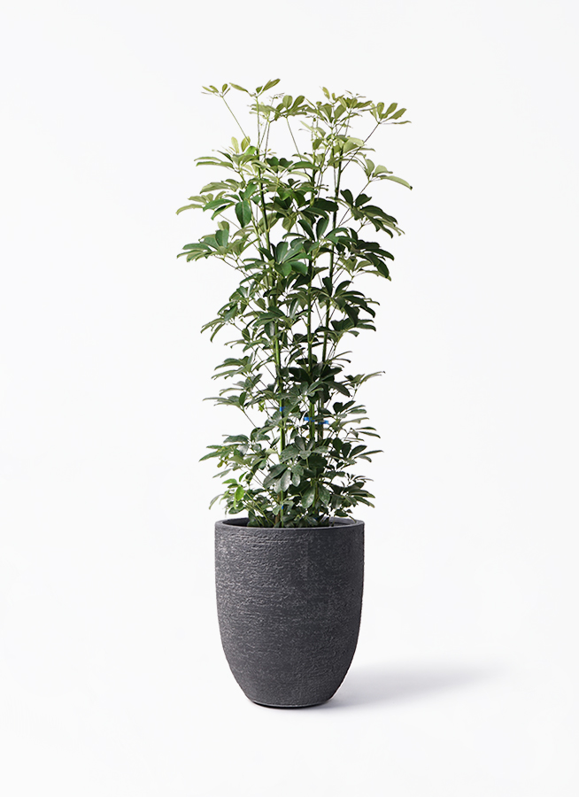 観葉植物 シェフレラ（カポック） 8号 ノーマル ビアスアルトエッグ