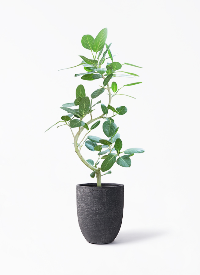 観葉植物 フィカス ベンガレンシス 8号 曲り ビアスアルトエッグ