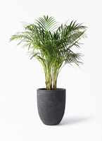 アレカヤシ | 観葉植物の通販ならHitoHana（ひとはな）