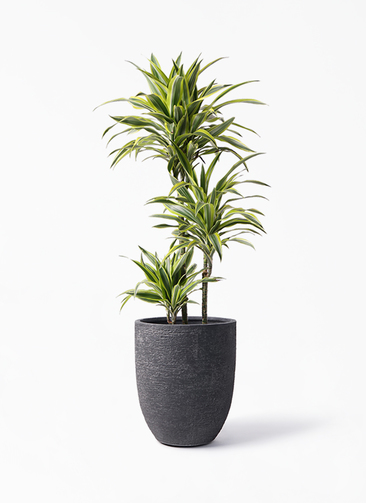 観葉植物 ドラセナ ワーネッキー レモンライム 8号 ビアスアルトエッグ