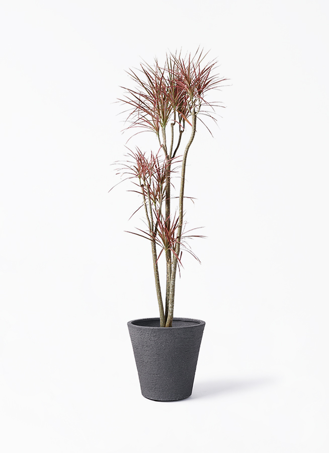 ドラセナ コンシンネ レインボー 8号 | 観葉植物通販HitoHana