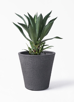 観葉植物 アオノリュウゼツラン 8号 アメリカーナ ベータ