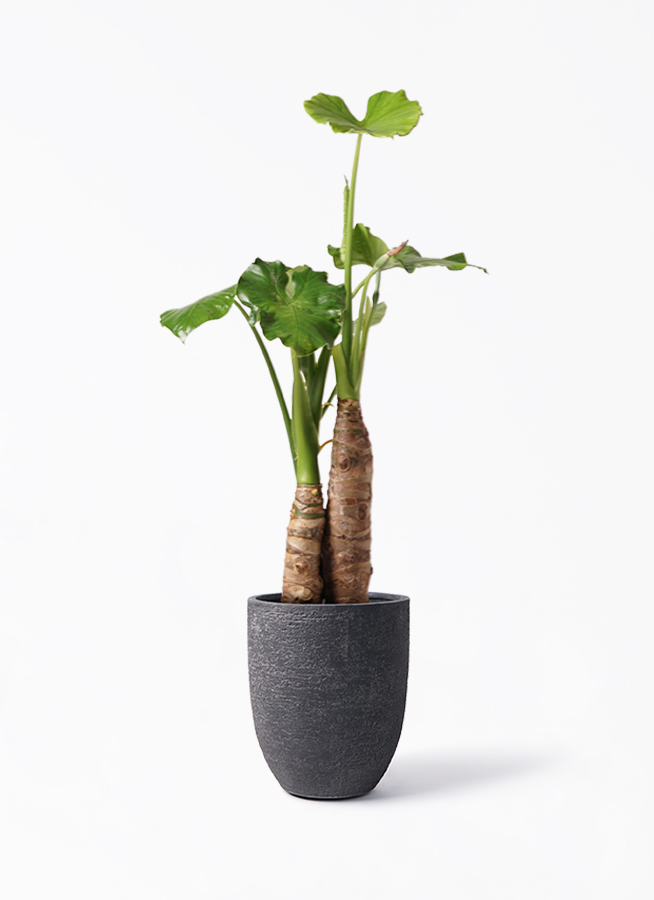 クワズイモ 8号 | 観葉植物通販HitoHana(ひとはな)