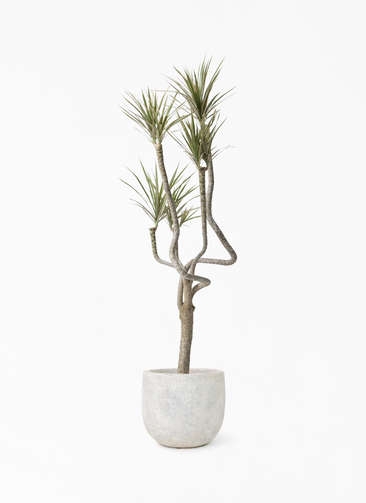 観葉植物 ドラセナ コンシンネ 8号 曲り（龍）トリカラー Sheer Pot