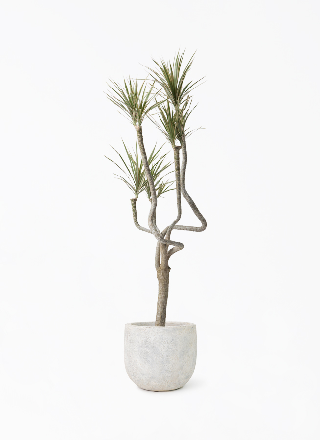 観葉植物 ドラセナ コンシンネ 8号 曲り（龍）トリカラー Sheer Pot