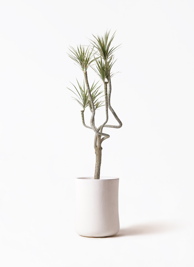 観葉植物 ドラセナ コンシンネ 8号 曲り（龍）トリカラー バスク