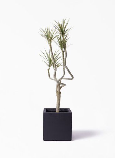 観葉植物 ドラセナ コンシンネ 8号 曲り（龍）トリカラー ベータ