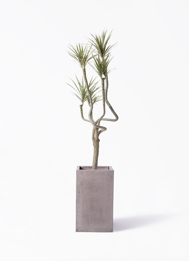 観葉植物 ドラセナ コンシンネ 8号 曲り（龍）トリカラー セドナロング