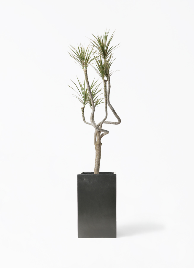 観葉植物 ドラセナ コンシンネ 8号 曲り（龍）トリカラー セドナロング