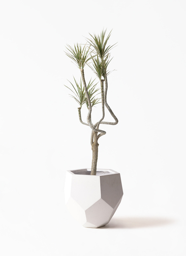 観葉植物 ドラセナ コンシンネ 8号 曲り（龍）トリカラー ポリゴヘクサ