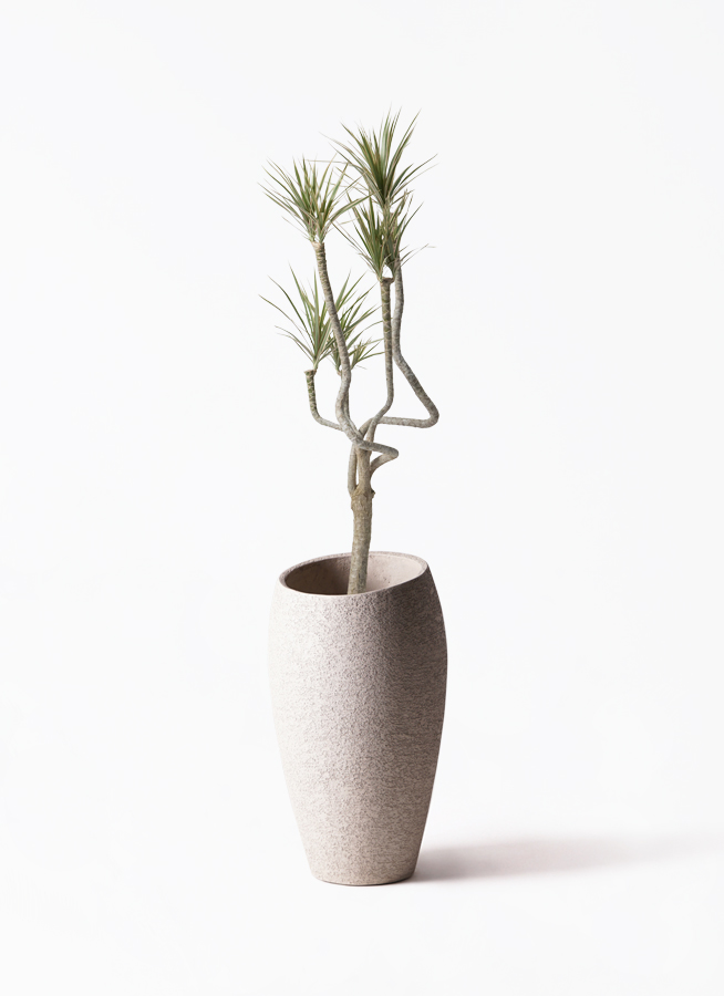 観葉植物 ドラセナ コンシンネ 8号 曲り（龍）トリカラー Sheer Pot