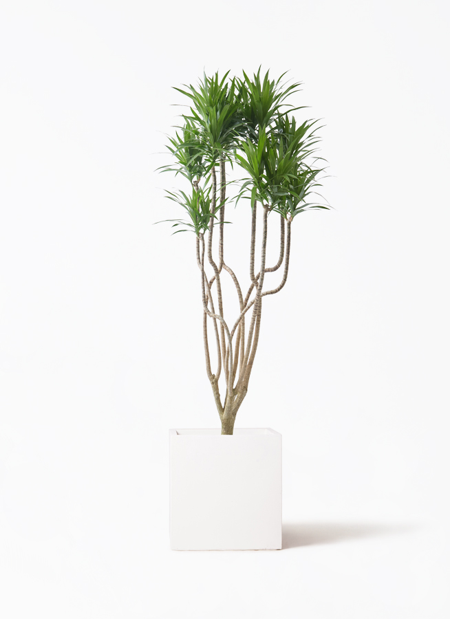 観葉植物 ドラセナ コンシンネ 9号 曲り（龍）ナビー リブバスケット