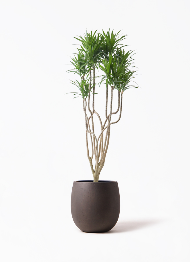 観葉植物 ドラセナ コンシンネ 9号 曲り（龍）ナビー アートストーン