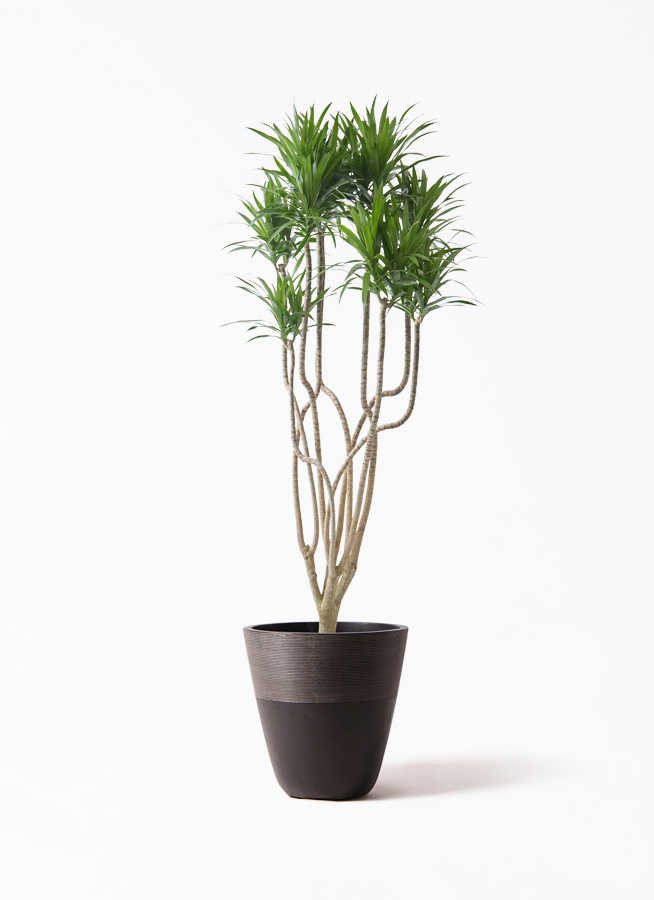 観葉植物 ドラセナ コンシンネ 9号 曲り（龍）ナビー ラスターポット