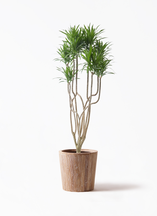 concinna-ryu-140_1.jpg?1762412869