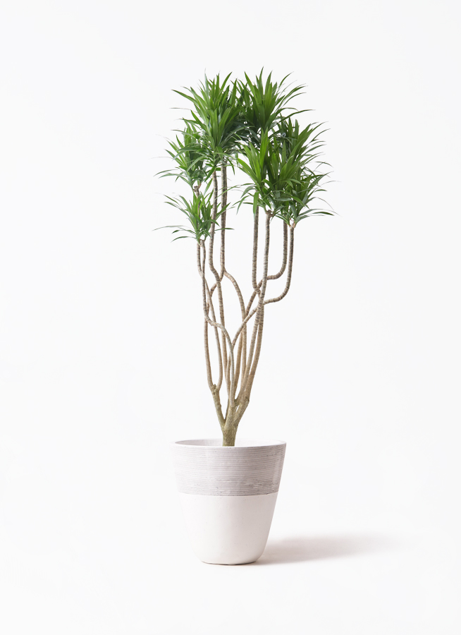 観葉植物 ドラセナ コンシンネ 9号 曲り（龍）ナビー リブバスケット