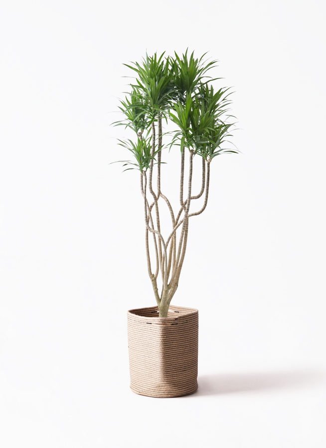 観葉植物 ドラセナ コンシンネ 9号 曲り（龍）ナビー プラスチック鉢