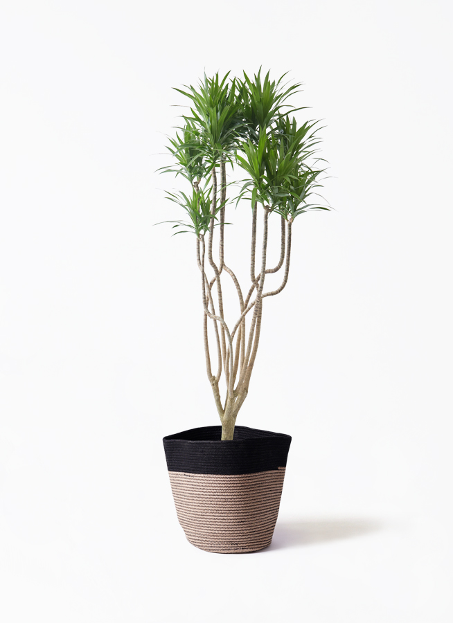 観葉植物 ドラセナ コンシンネ 9号 曲り（龍）ナビー プラスチック鉢