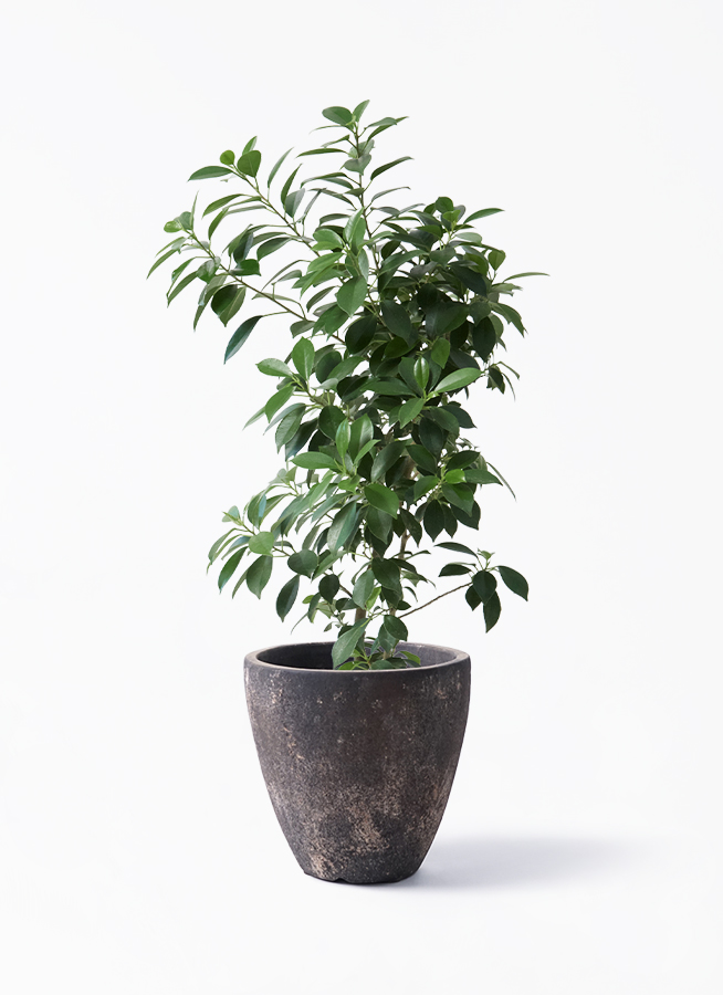 観葉植物フィカス ナナ 6号 エステリ ブラック 付き | 観葉植物なら