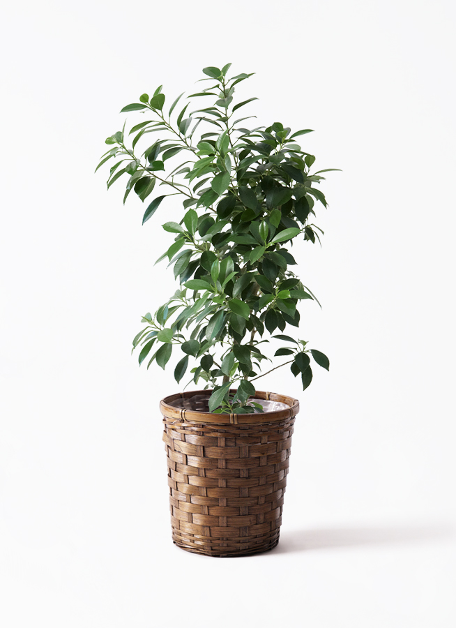 観葉植物 フィカス ナナ 6号 プラスチック鉢 | 観葉植物ならHitoHana