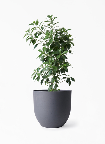 観葉植物フィカス ナナ 6号 インティ グレー 付き | 観葉植物なら