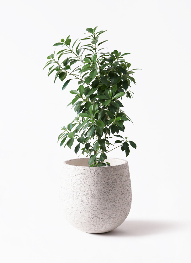 観葉植物 フィカス ナナ 6号 プラスチック鉢 | 観葉植物ならHitoHana