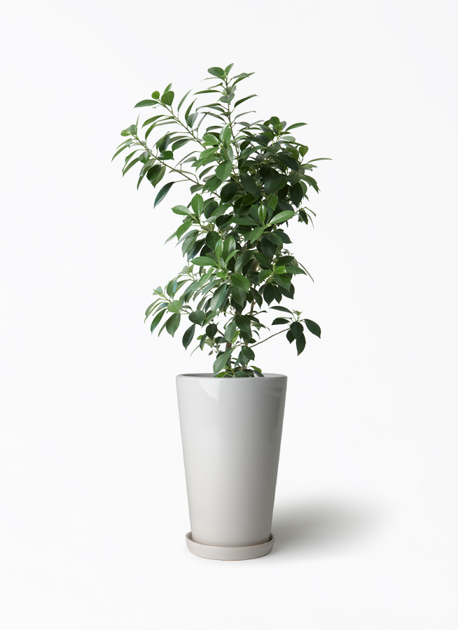 chinese-banyan-nana-39_1.jpg?