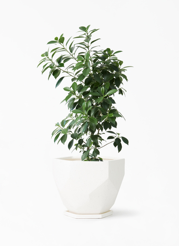 chinese-banyan-nana-25_1.jpg?