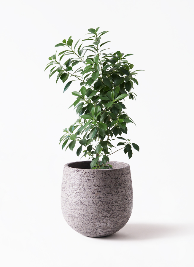 観葉植物 フィカス ナナ 6号 プラスチック鉢 | 観葉植物ならHitoHana