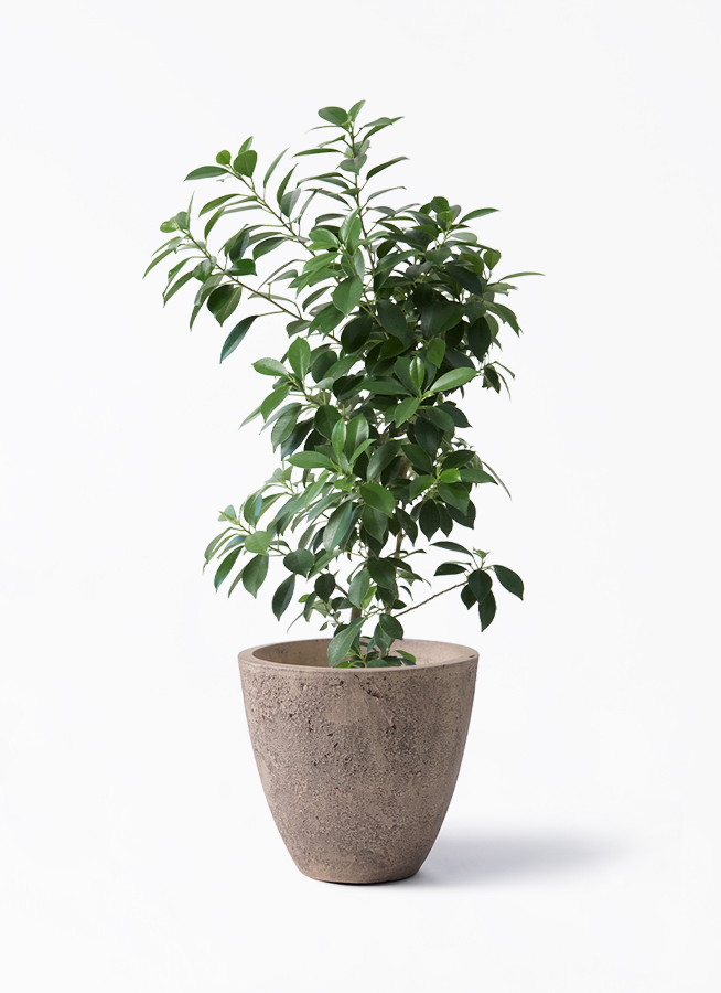 観葉植物フィカス ナナ 6号 Ceramic Pot (セラミック) 付き | 観葉植物