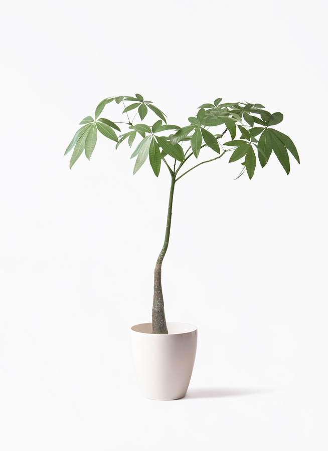 パキラ | 観葉植物の通販ならHitoHana（ひとはな）