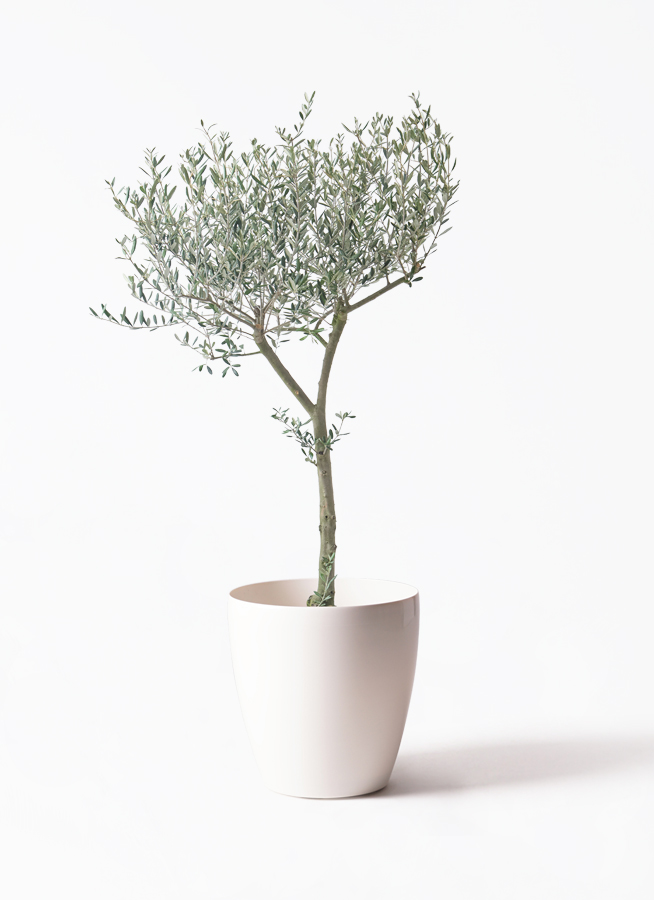 観葉植物 オリーブの木 9号 創樹 ウッドプランター 付き | 観葉植物