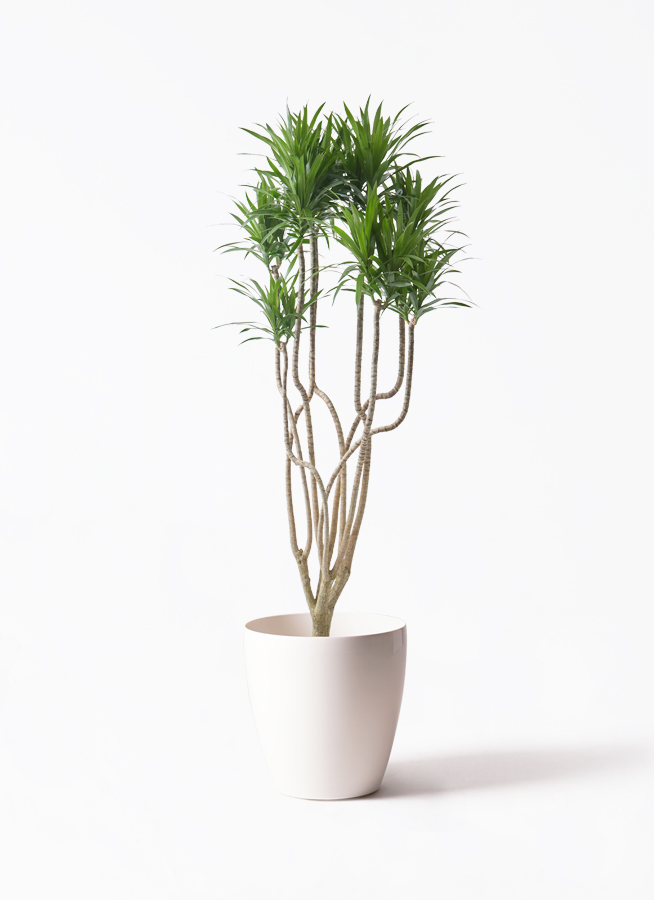 観葉植物 ドラセナ コンシンネ 9号 曲り（龍）ナビー ラスターポット