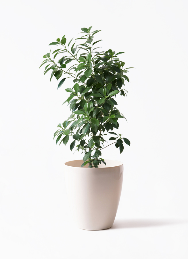 観葉植物 フィカス ナナ 6号 プラスチック鉢 | 観葉植物ならHitoHana