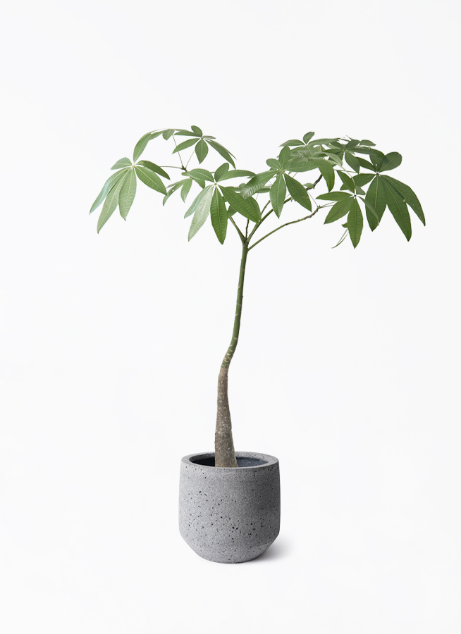 pachira-parasol-151_1.jpg?