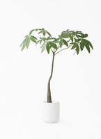 観葉植物 パキラ 7号 パラソル パボ ミドル ラテルストーン 付き